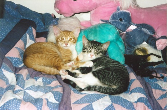 Honey & Pepper, when big kittens