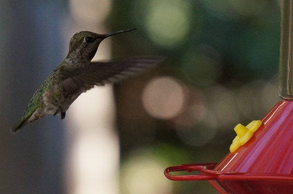 Anna's Hummingbird (female, or juvenile)