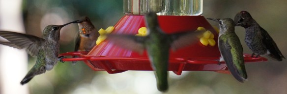 L to R: Anna's (f), Allen's (m), Anna's, Anna's (f or juvenile), Anna's (juvenile male)