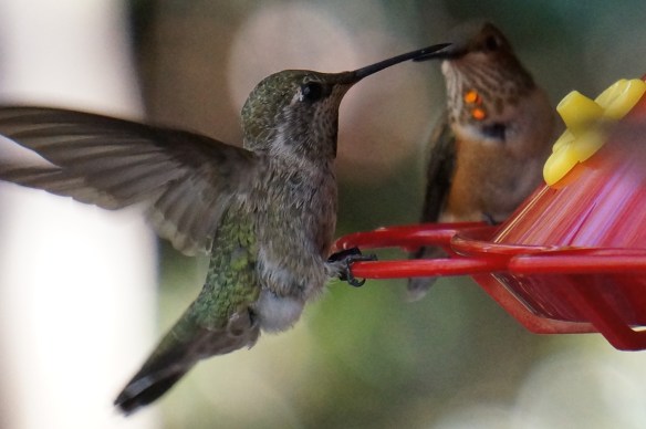 Anna's Hummingbird (female, or juvenile), Allen's Hummingbird (young male, in back)
