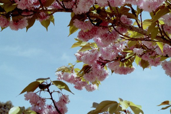 My beautiful picture